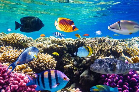 Sharm El Sheikh Turu Ajet Havayolları ile 5 Gece Her Şey Dahil Oteller