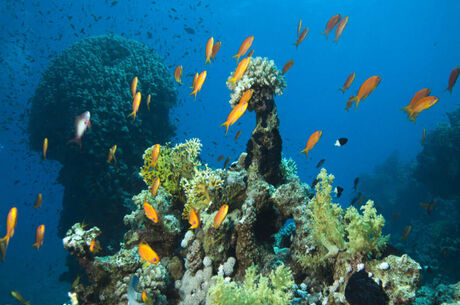 Sharm El Sheikh Turu Ajet Havayolları ile 5 Gece Her Şey Dahil Oteller